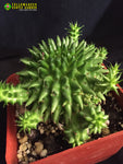 Euphorbia Suzannae