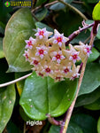 Hoya Rigida