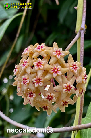 Hoya Neocaledonica