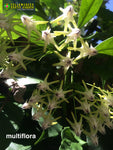 Hoya Multiflora