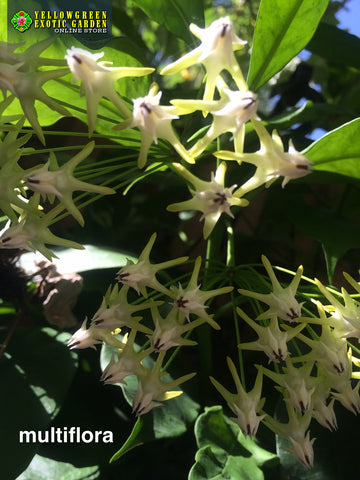 Hoya Multiflora