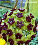 Hoya Cinnamomifolia