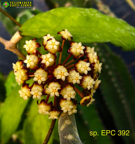 Hoya sp. EPC 392