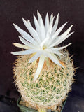 Discocactus araneispinus