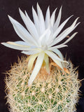 Discocactus araneispinus