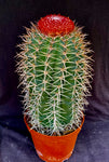 Melocactus salvadorensis