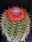 Melocactus salvadorensis