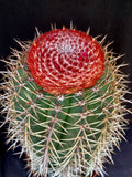 Melocactus salvadorensis