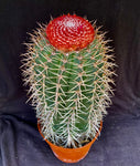 Melocactus salvadorensis