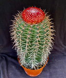 Melocactus salvadorensis