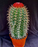 Melocactus salvadorensis