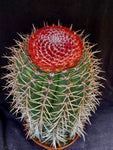 Melocactus salvadorensis