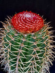 Melocactus salvadorensis