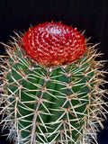 Melocactus salvadorensis