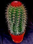 Melocactus salvadorensis