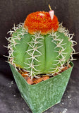 Melocactus matanzanus