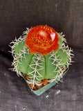 Melocactus matanzanus