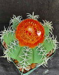 Melocactus matanzanus