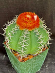 Melocactus matanzanus