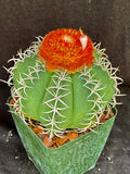 Melocactus matanzanus