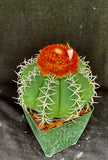 Melocactus matanzanus