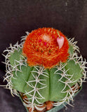 Melocactus matanzanus