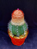 Melocactus violaceus