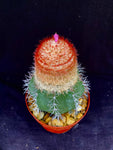 Melocactus violaceus