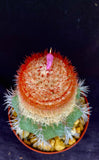 Melocactus violaceus