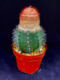 Melocactus violaceus