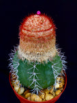 Melocactus violaceus