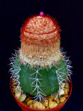 Melocactus violaceus