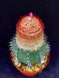 Melocactus violaceus