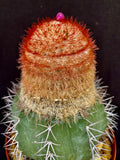 Melocactus violaceus