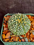 Astrophytum asterias cv. Super Kabuto