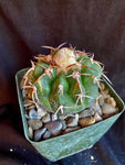 Discocactus crystallophylus