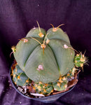 Gymnocalycium hostii v. bueneckeri