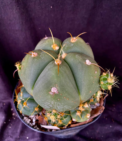 Gymnocalycium hostii v. bueneckeri