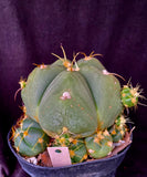 Gymnocalycium hostii v. bueneckeri