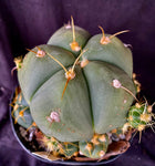 Gymnocalycium hostii v. bueneckeri