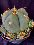 Gymnocalycium hostii v. bueneckeri