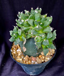 Ariocarpus retusus cv. Godzilla