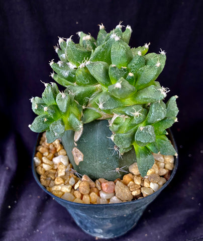 Ariocarpus retusus cv. Godzilla