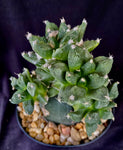 Ariocarpus retusus cv. Godzilla