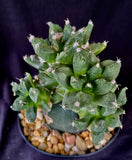 Ariocarpus retusus cv. Godzilla