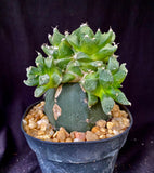 Ariocarpus retusus cv. Godzilla