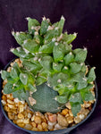 Ariocarpus retusus cv. Godzilla