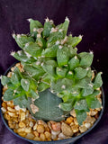 Ariocarpus retusus cv. Godzilla