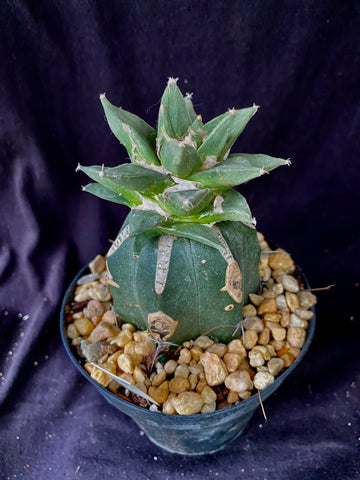 Ariocarpus retusus v. scaphirostroides