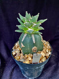 Ariocarpus retusus v. scaphirostroides